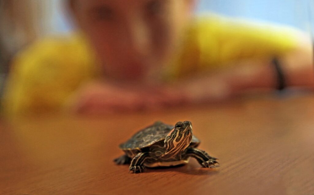 Criança observando sua tartaruga.
