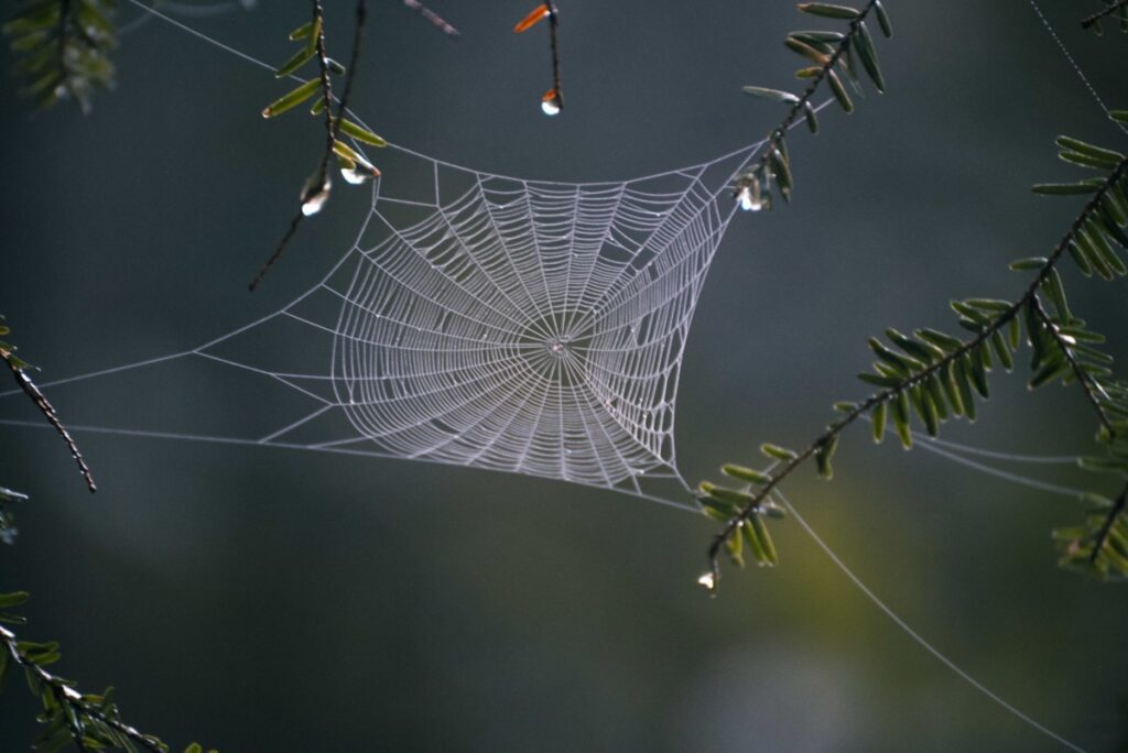 Teia de aranha. 